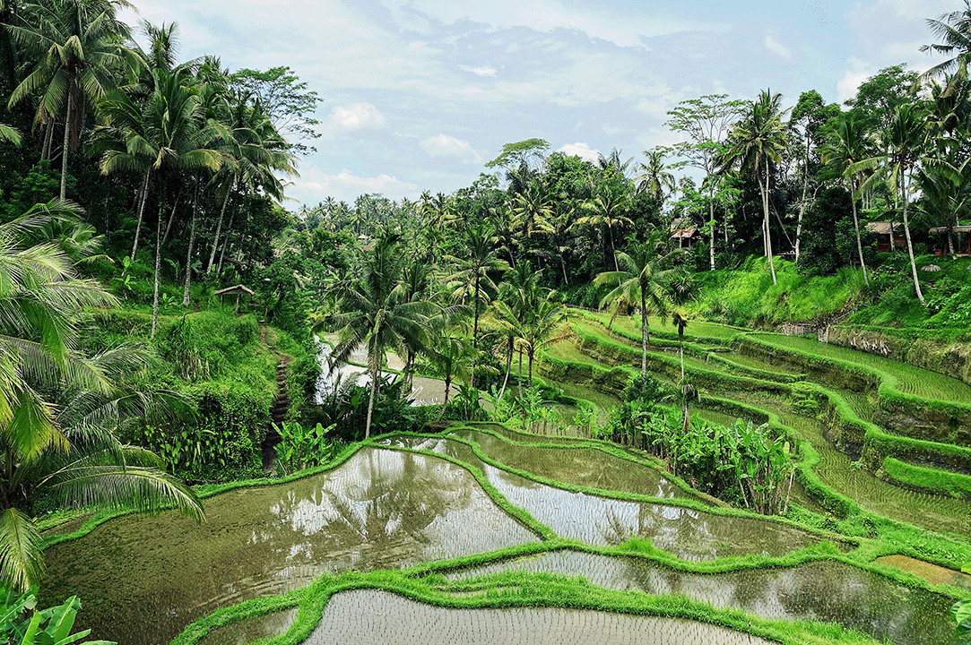 The Cultural Heart - Ubud